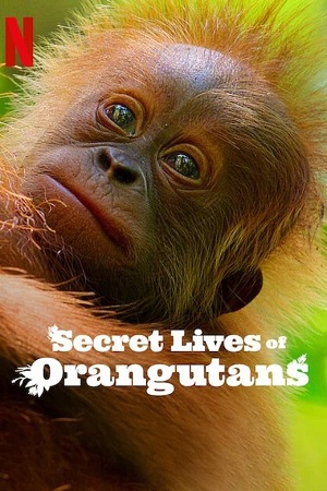 Download Secret Lives of Orangutans (2024) WebRip [Hindi + English] ESub 480p 720p